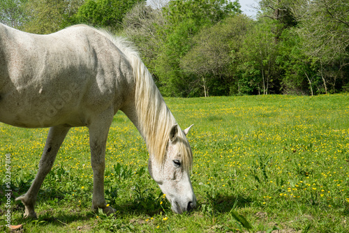 Un cheval blanc broute de l'herbe dans un champ