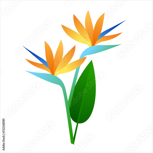 birds of paradise flower vector illustration clipart