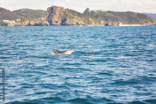 Dolphin in blue sea near Paihia, New Zealand