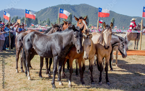 potrillos y potrancas de equinos chilenos en feria tradicional chilena