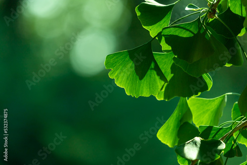 Close-up of Ginkgo biloba leaves back lit.