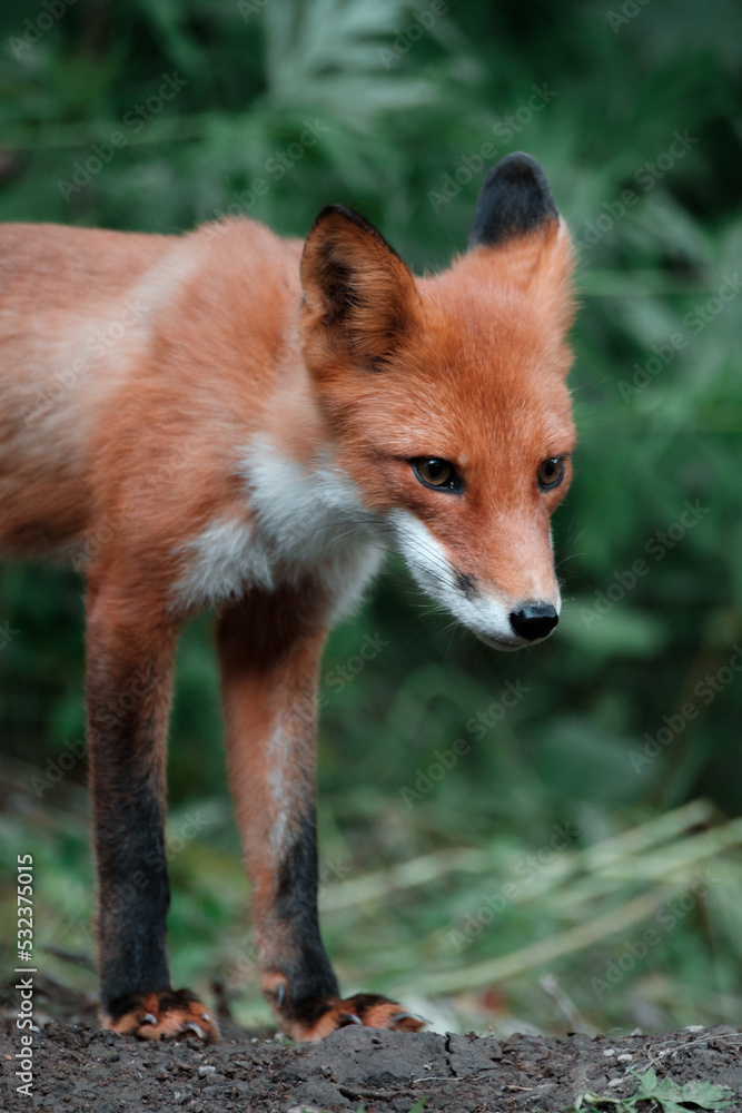 Portrait of a young fox in the wild