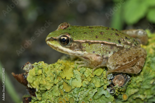Closeup on a brilliant green juvenile Marsh frog  Pelophylax ridibundus sitting on lichen covered wood