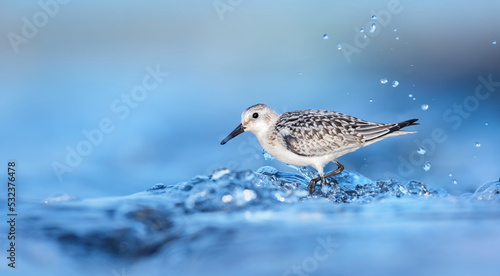 Slika na platnu Calidris alba sandy sandstone it walks in the water and searches for food in the waves