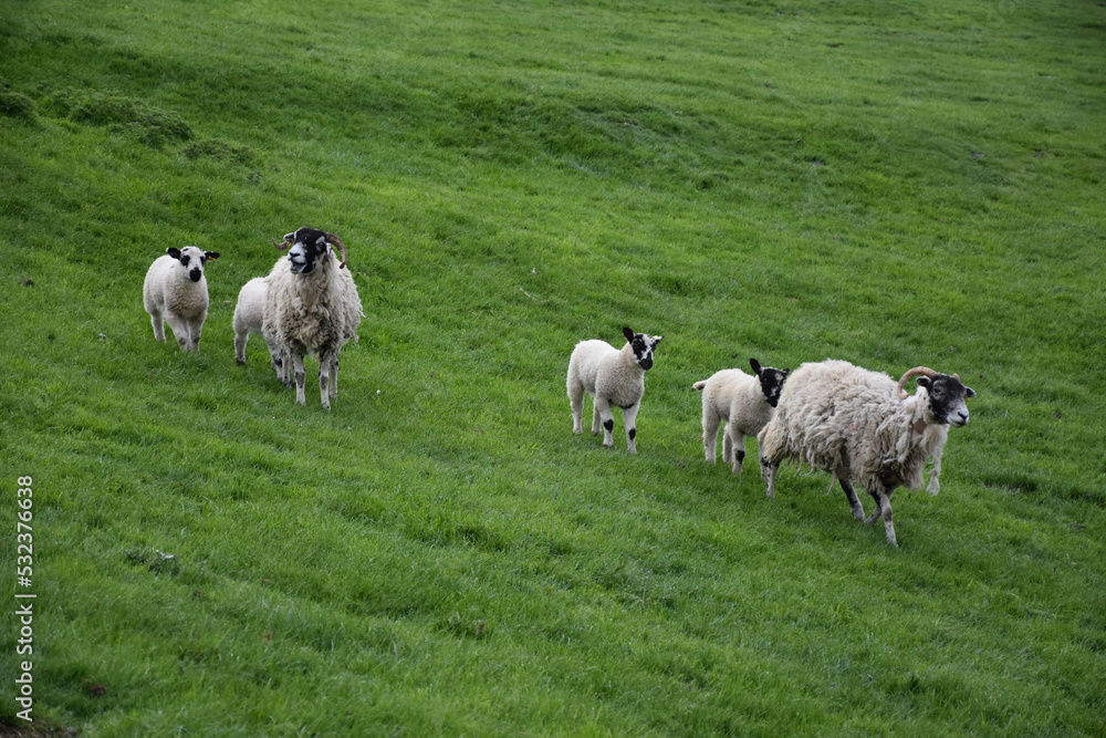 Sheep Families in a Very Large Field Sheep Families in a Very Large Field