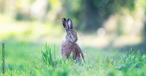 The hare sits in the grass and observes the surroundings. © Ji