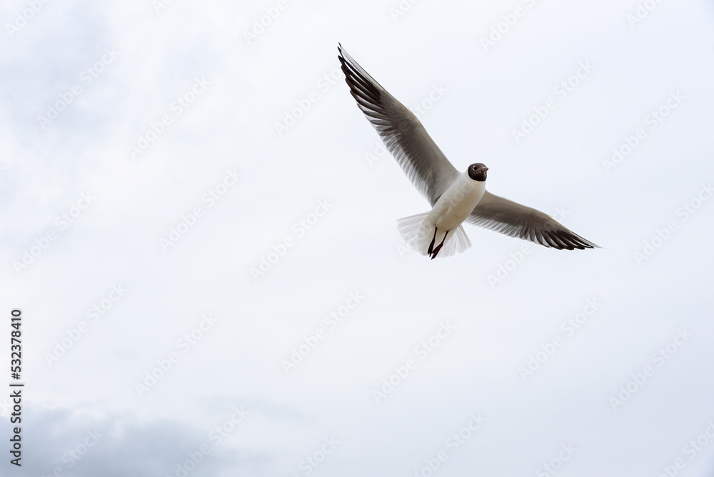 Obraz premium Möwe im Flug. Lachmöwe.