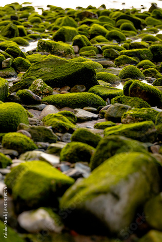 moss on beach rocks
