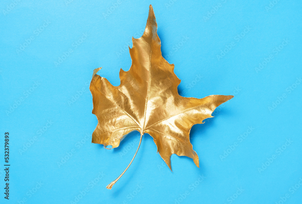 Golden maple leaf on a blue background close-up top view. Golden maple leaf on a blue background close-up top view.