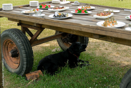 Rustic decor party, farm, rustic food, country food