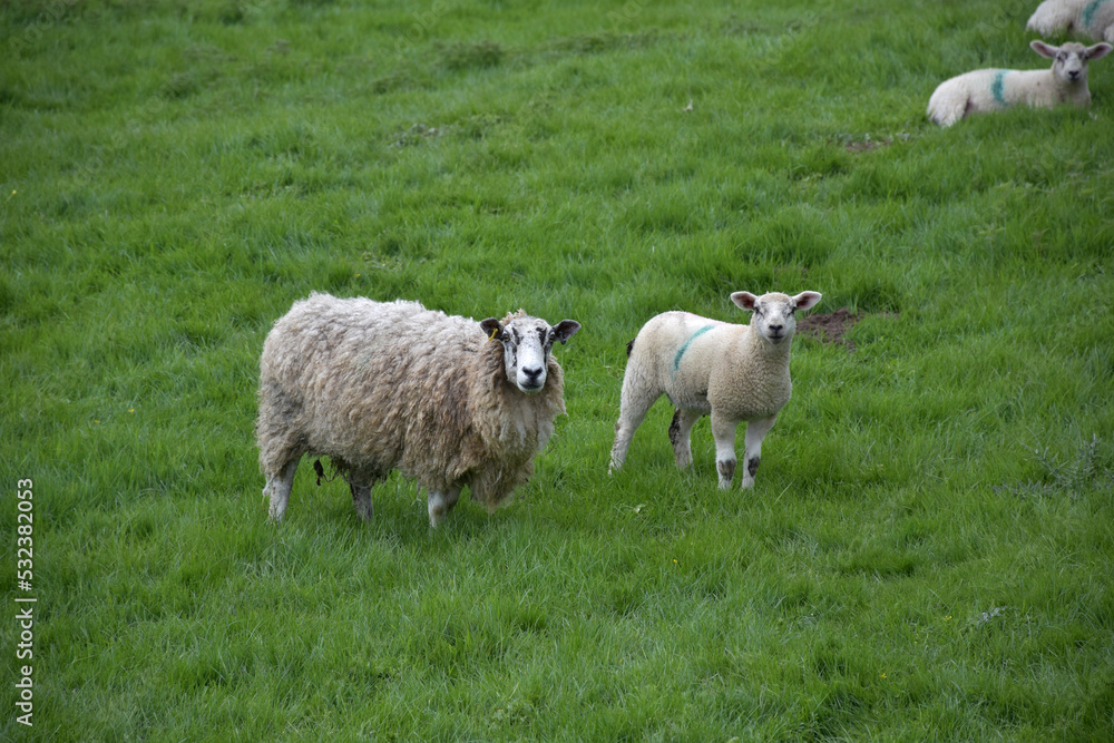 Small Herd of Sheep in a Field Small Herd of Sheep in a Field
