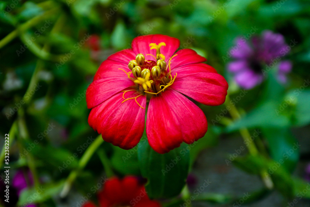 Close up of an red osteospermum, or African daisy. Close up of an red osteospermum, or African daisy.