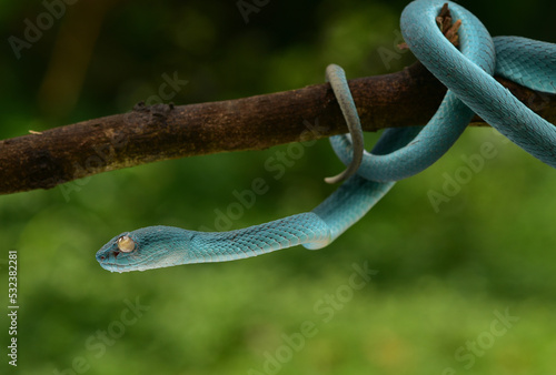 Trimeresurus insularis, Indonesian pit viper, Lesser Sunda Islands pit viper, Sunda white lipped pit viper is a venomous pit viper species found in eastern Java and the Lesser Sunda Islands, Indonesia