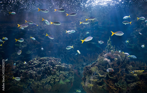 Fototapeta Naklejka Na Ścianę i Meble -  Aquarium Oceanographic Valencia