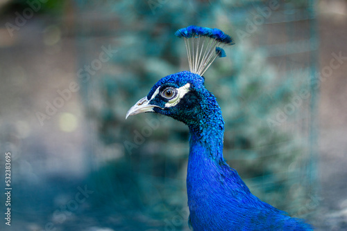 A portrait of a peacock in half-face
