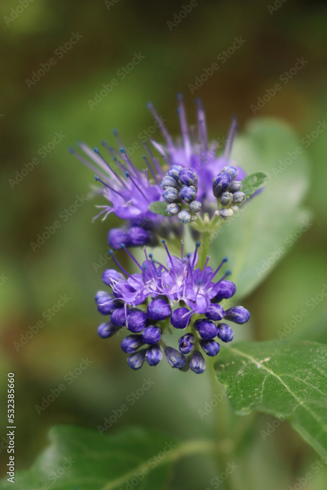 Close-up of Caryopteris clandonensis Close-up of Caryopteris clandonensis