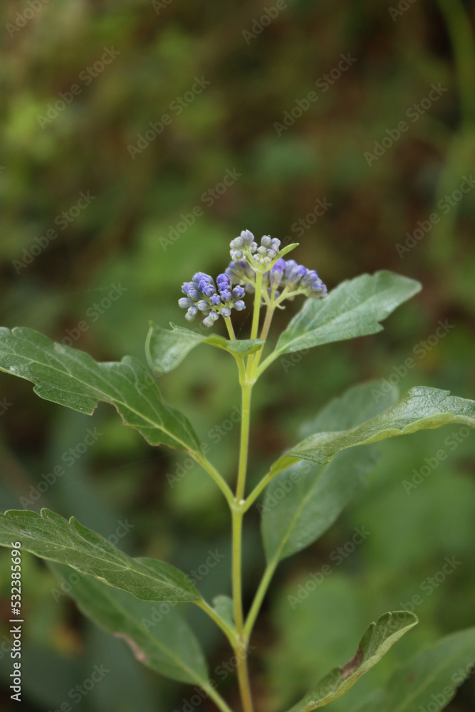 Close-up of Caryopteris clandonensis Close-up of Caryopteris clandonensis