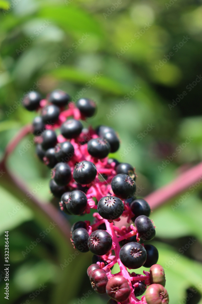 Close-up of Phytolacca americana ripe berries on branches. Pokeweed plant in the garden on late summer Close-up of Phytolacca americana ripe berries on branches. Pokeweed plant in the garden on late summer