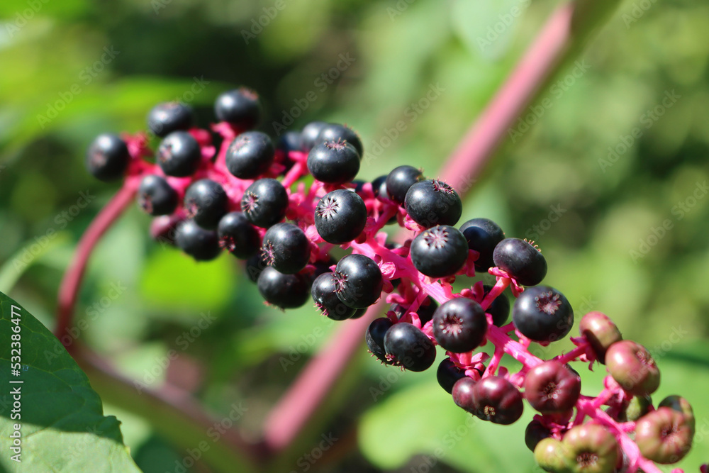Close-up of Phytolacca americana ripe berries on branches. Pokeweed plant in the garden on late summer