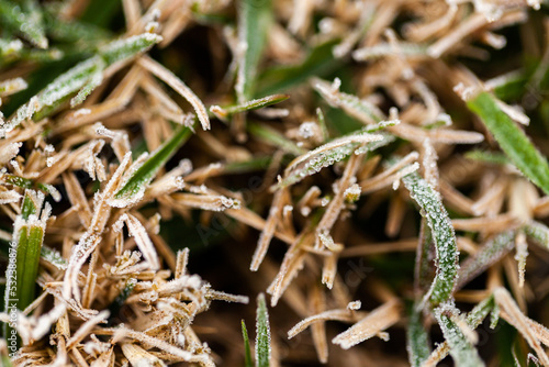 Frost on cut lawn grass close up macro shot photo