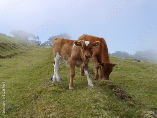 Zufriedene Kühe auf einer Weide mit Wolken-Hintergrund