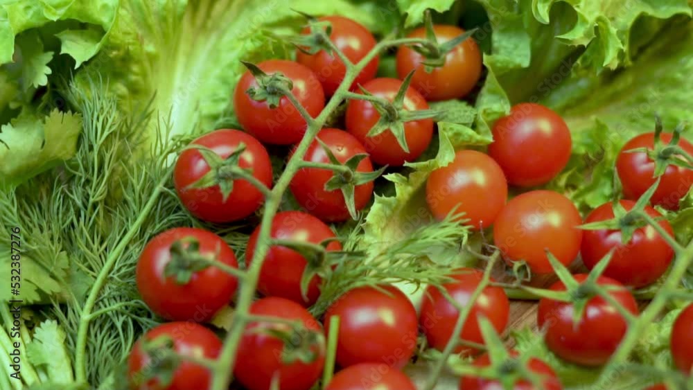 Fresh Tomatoes on a Sprig in Lettuce, Close-up, Camera Slide. Background from Small Cherry Tomatoes, Vegetables, Harvest, Healthy Vegetarian Food. Fresh Tomatoes on a Sprig in Lettuce, Close-up, Camera Slide. Background from Small Cherry Tomatoes, Vegetables, Harvest, Healthy Vegetarian Food.