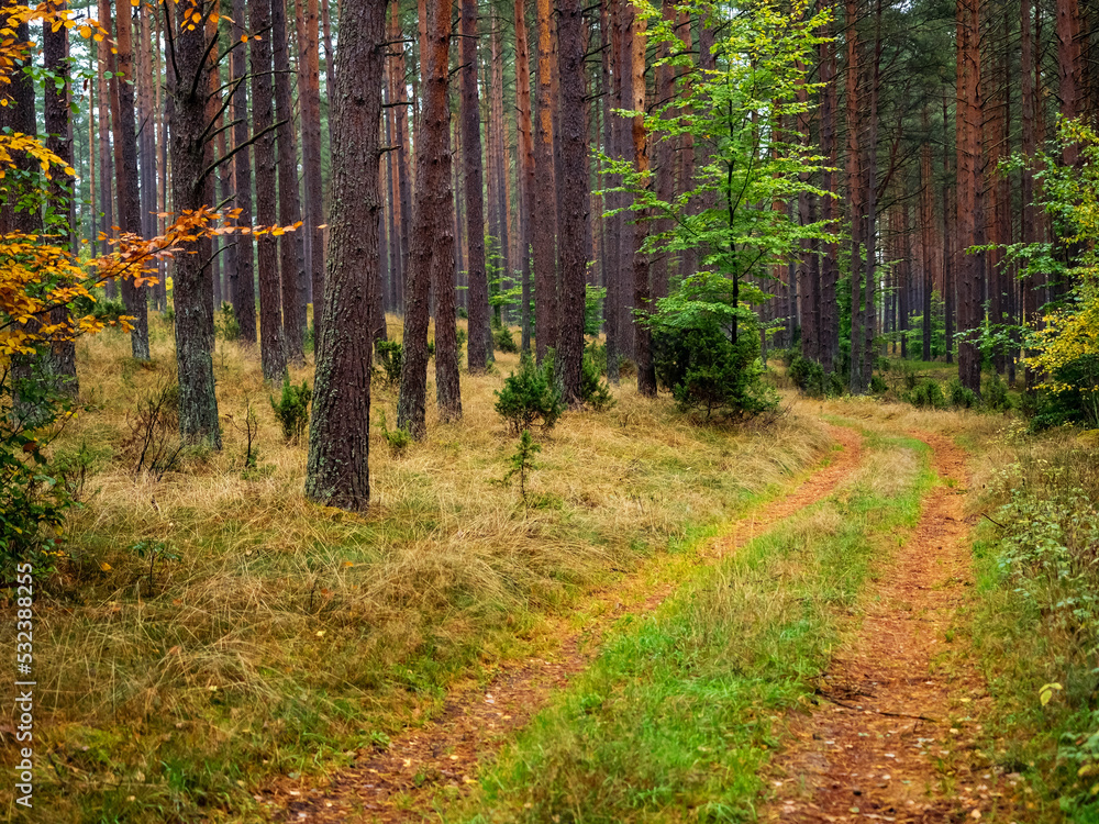 Obraz premium autumn pine tree deep forest, moody woods, fall season weather