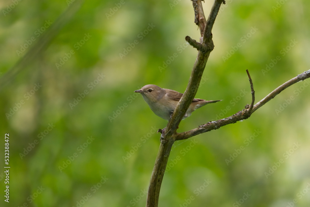 Fototapeta premium Garden warbler (Sylvia borin) on a branch in the forest.