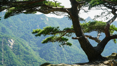 The beauty and strength of the pine trees.
