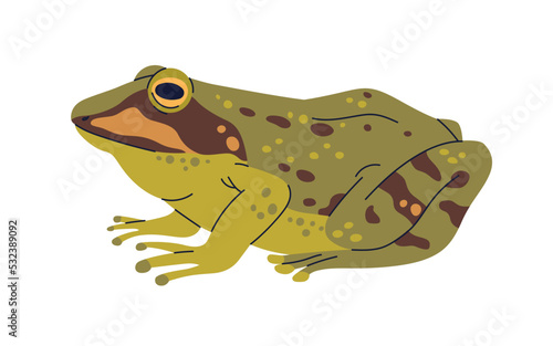 Marsh frog, amphibian animal. European froggy with spotted multicolor skin. Pelophylax ridibundus, spotty froglet side view. Flat graphic vector illustration isolated on white background
