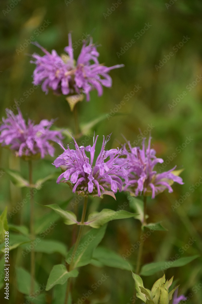 Terrific Flowering and Blooming Purple Bee Balm Blossoms Terrific Flowering and Blooming Purple Bee Balm Blossoms