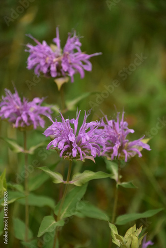 Terrific Flowering and Blooming Purple Bee Balm Blossoms
