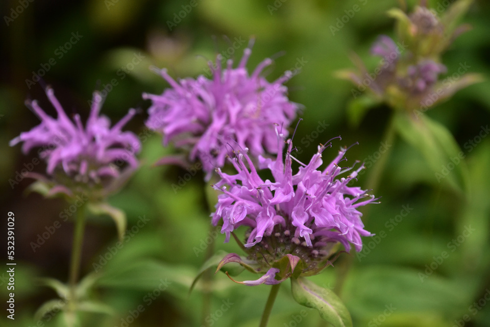 Fantastic Purple Bee Balm Wildflowers in South Dakota Fantastic Purple Bee Balm Wildflowers in South Dakota