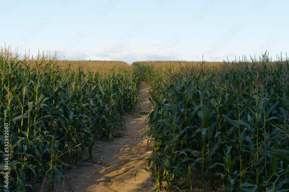 Obraz premium Corn in the field. Agricultural farm field with corn harvest in summer and autumn. Agriculture, cultivation, growth, vegetables concept.
