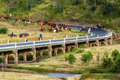 A mob of cattle being mustered across the Burnett River, Eidsvold, QLD.