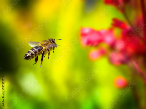 Bee flying to a red heuchera flower © manfredxy
