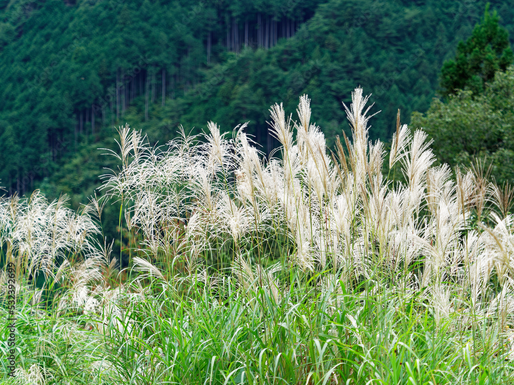 山奥のススキの穂が風に揺れる景色 山奥のススキの穂が風に揺れる景色