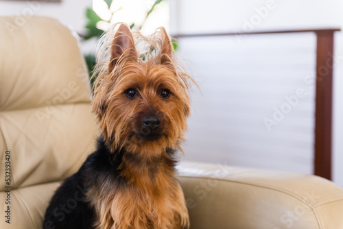 australian terrier on armchair
