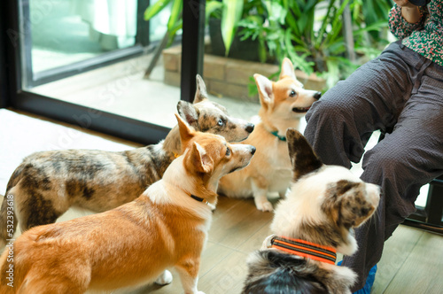 cute welsh corgi dogs standing and waiting for food from the owner in living room, selective focus