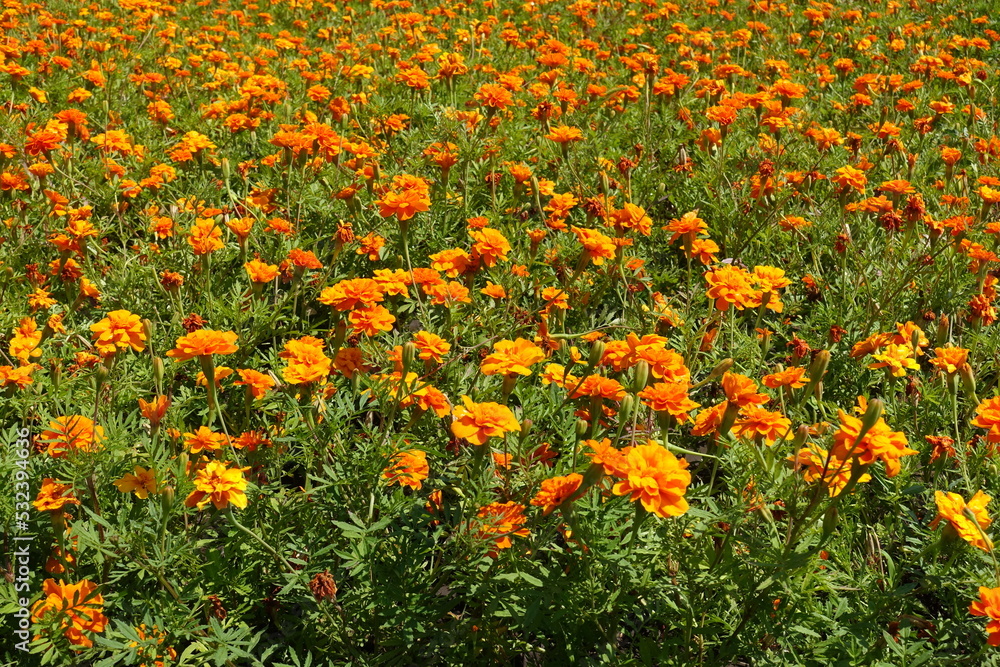 Backdrop - numerous orange flowers of Tagetes patula in mid July