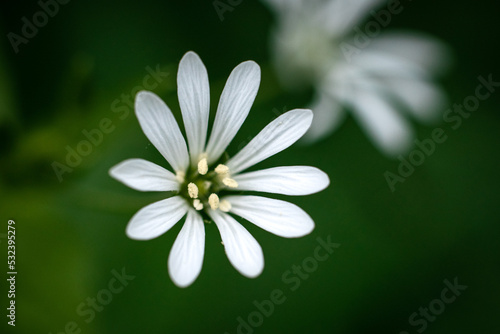 Biały kwiat stokrotki.