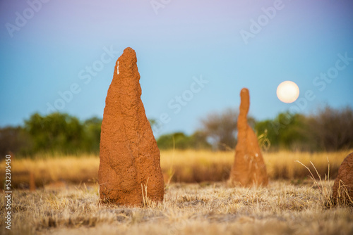 Ant hills with the full moon rising in the background. photo