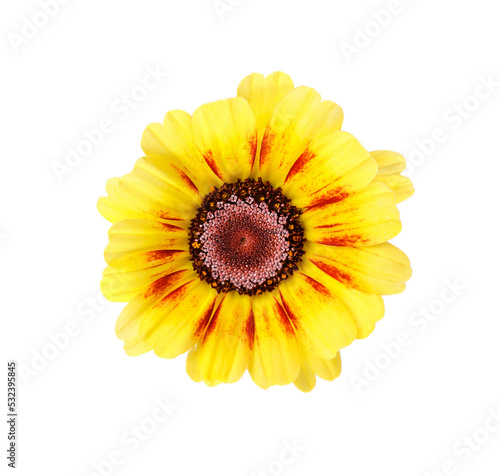 Beautiful summer chrysanthemum Rainbow isolated on white, yellow flower head