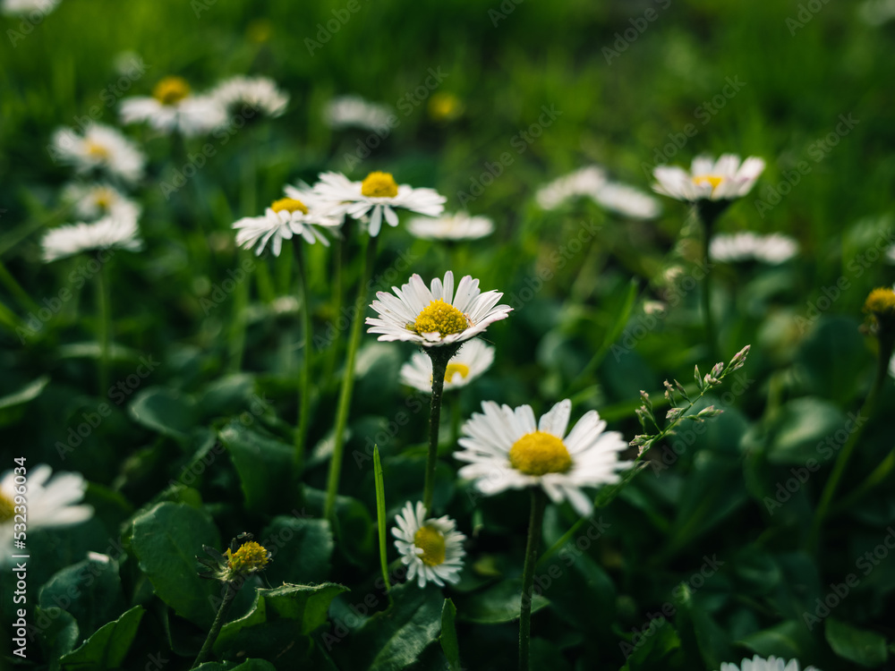 daisies in the grass daisies in the grass