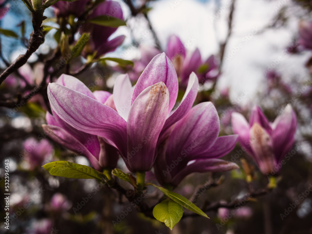 Magnolia flower Magnolia flower