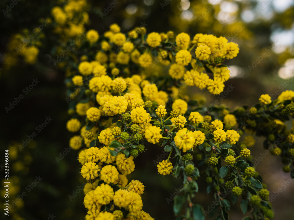 yellow flowers in the garden yellow flowers in the garden