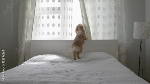 English Cocker Spaniel looks out the window in the bedroom. The dog is sitting on the bed. Favorite pet. 