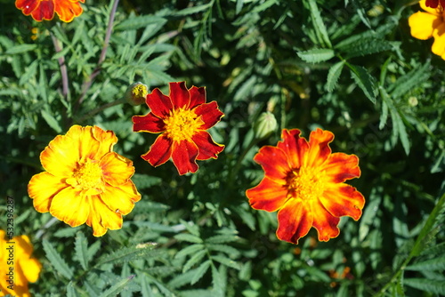 Three red and yellow flowers of Tagetes patula in August