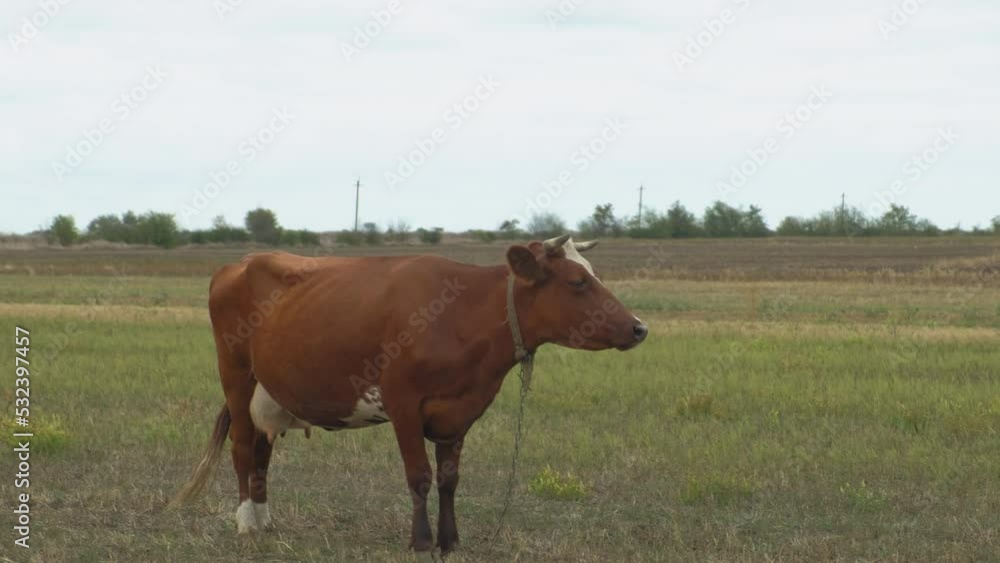 One brown cow grazes in field after harvesting. One brown cow grazes in field after harvesting.