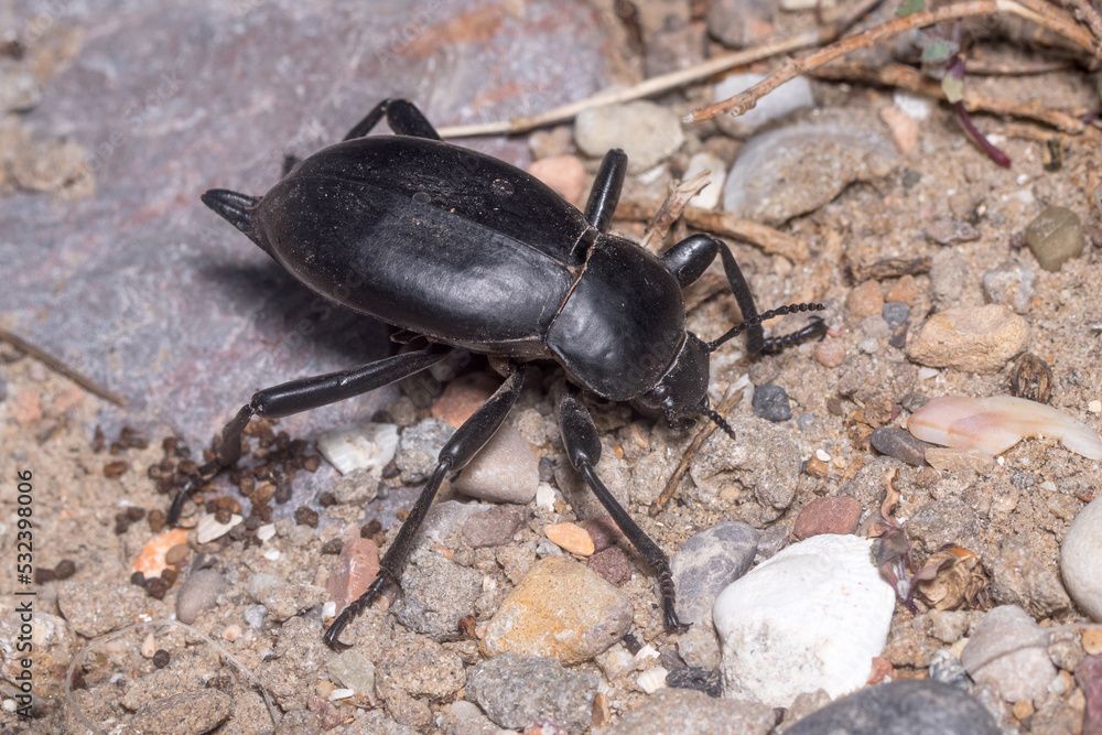 Darkling beetle Blaps lusitanica standing in defense position under the sun Darkling beetle Blaps lusitanica standing in defense position under the sun